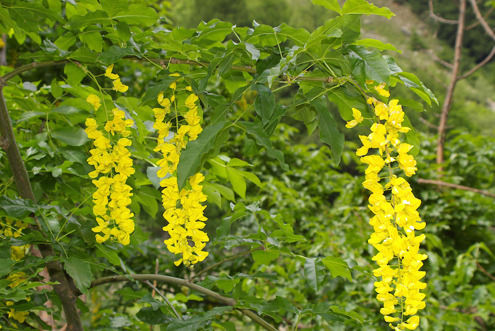 Laburnum alpinum/Maggiociondolo di montagna